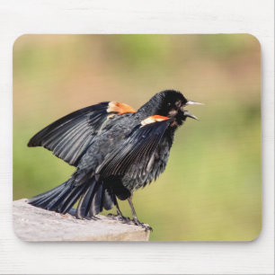 Red Winged Blackbird Singing Muismat