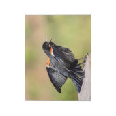 Red Winged Blackbird Singing Notitieblok (Linkerzijde)