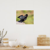 Red Winged Blackbird Singing Poster (Keuken)