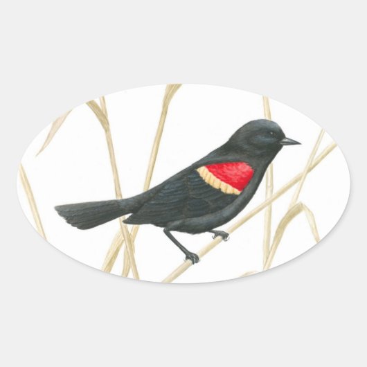 Red-Winged Blackbird Sticker (Voorkant)