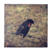 Red Winged Blackbird Tegeltje (Voorkant)