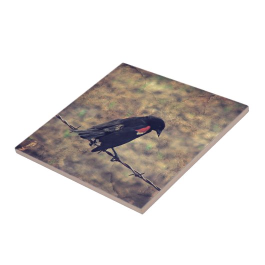 Red Winged Blackbird Tegeltje (Zijkant)