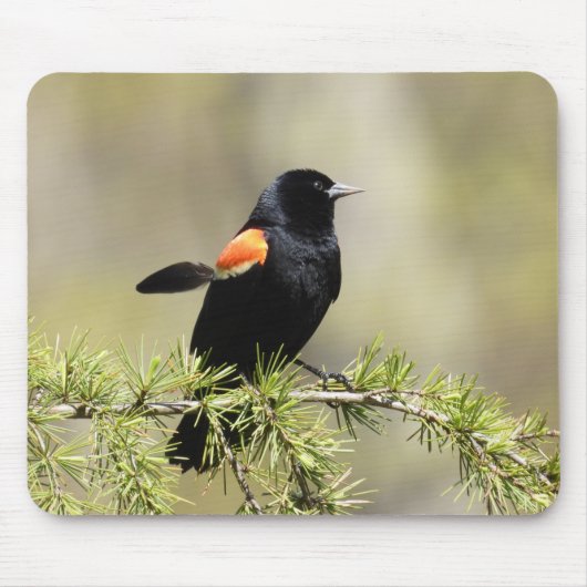 Red Winged Blackbird - veer uit de buurt Muismat (Voorkant)