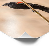 Red Winged Blackvogels in de Reeds-fotografie Foto Afdruk (Hoek)