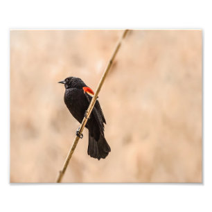 Red Winged Blackvogels in de Reeds-fotografie Foto Afdruk