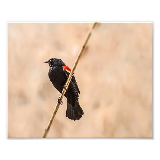 Red Winged Blackvogels in de Reeds-fotografie Foto Afdruk (Voorkant)