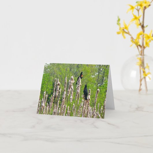 Red-Winged Merels op de Kaart van de Nota Cattails (Gele Bloem)