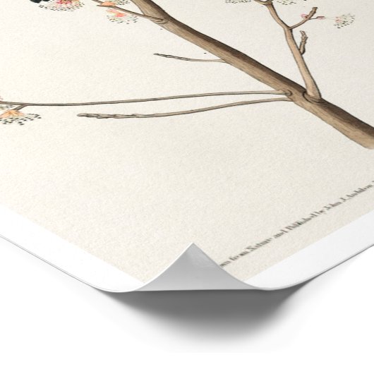 Red winged Starling of Marsh Blackbird van Audubon Poster (Hoek)