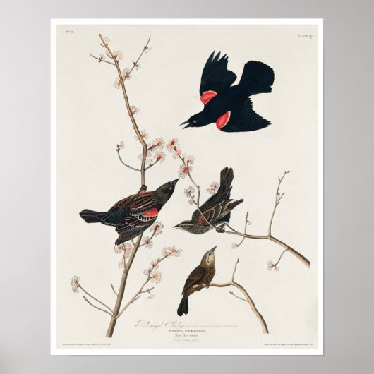 Red winged Starling of Marsh Blackbird van Audubon Poster (Voorkant)