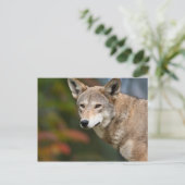 Red Wolf Briefkaart (Staand voorkant)