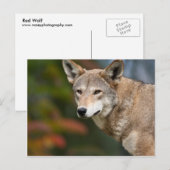 Red Wolf Briefkaart (Voorkant / Achterkant)