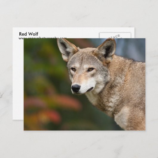 Red Wolf Briefkaart (Voorkant / Achterkant)