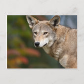 Red Wolf Briefkaart (Voorkant)
