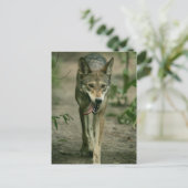 Red Wolf Briefkaart (Staand voorkant)