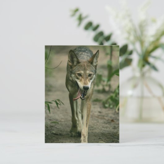 Red Wolf Briefkaart (Staand voorkant)