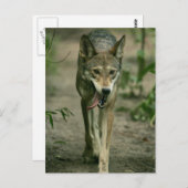 Red Wolf Briefkaart (Voorkant / Achterkant)