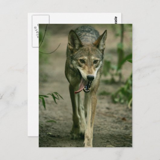 Red Wolf Briefkaart (Voorkant / Achterkant)