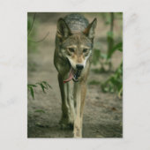 Red Wolf Briefkaart (Voorkant)