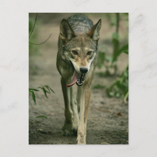 Red Wolf Briefkaart (Voorkant)