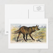 Red Wolf Briefkaart (Voorkant / Achterkant)