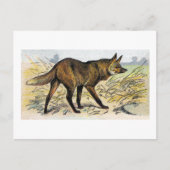 Red Wolf Briefkaart (Voorkant)