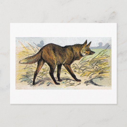 Red Wolf Briefkaart (Voorkant)