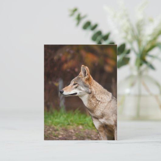 Red Wolf Briefkaart (Staand voorkant)