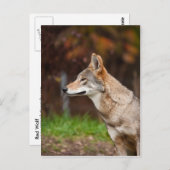 Red Wolf Briefkaart (Voorkant / Achterkant)