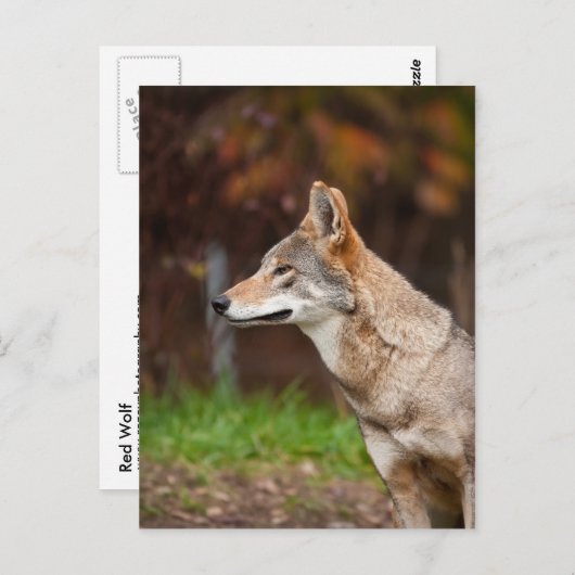 Red Wolf Briefkaart (Voorkant / Achterkant)