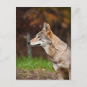 Red Wolf Briefkaart (Voorkant)