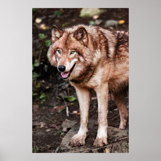 Red Wolf Cabin Style Modern Foto Poster (Voorkant)