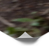 Red Wolf Cabin Style Modern Foto Poster (Hoek)