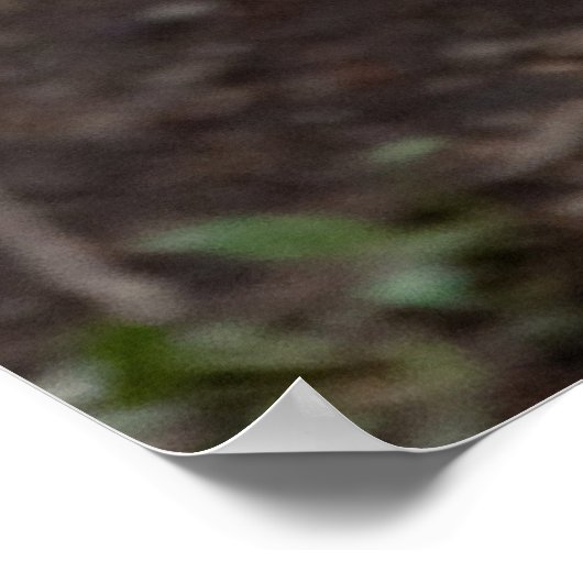 Red Wolf Cabin Style Modern Foto Poster (Hoek)