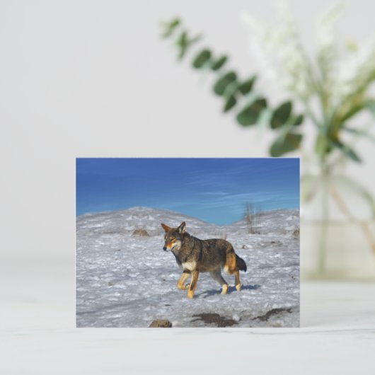 Red Wolf februari 2011 Briefkaart (Staand voorkant)