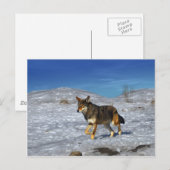 Red Wolf februari 2011 Briefkaart (Voorkant / Achterkant)