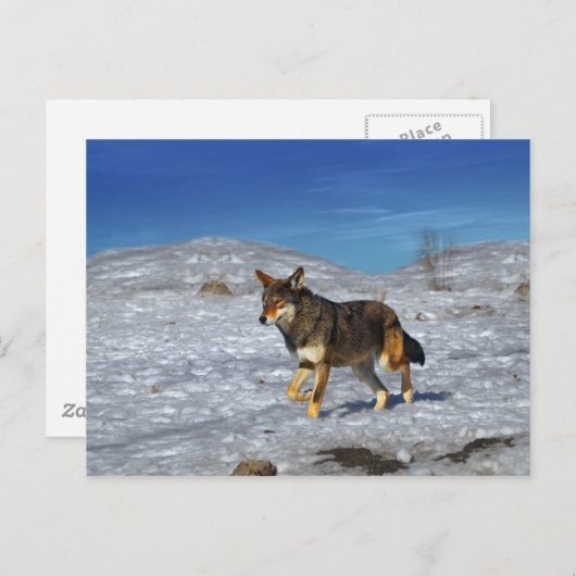 Red Wolf februari 2011 Briefkaart (Voorkant / Achterkant)