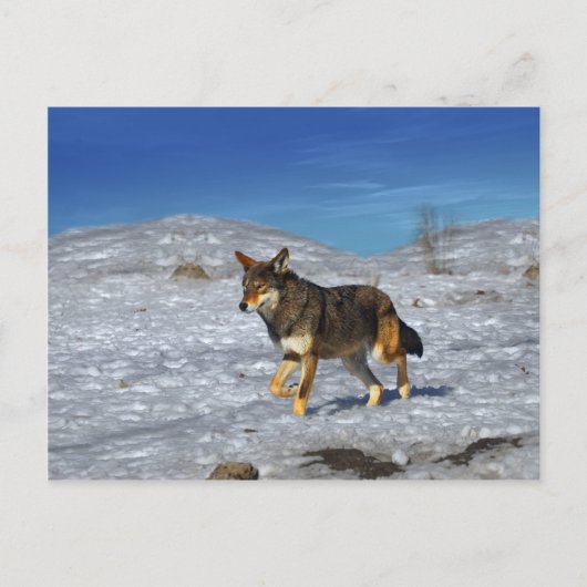 Red Wolf februari 2011 Briefkaart (Voorkant)