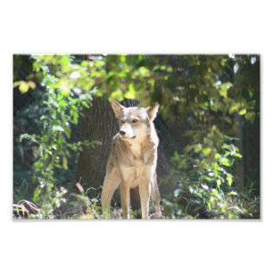 Red Wolf Foto Afdruk