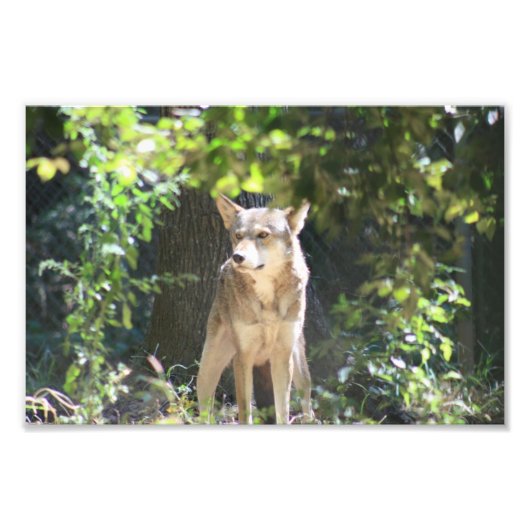 Red Wolf Foto Afdruk (Voorkant)