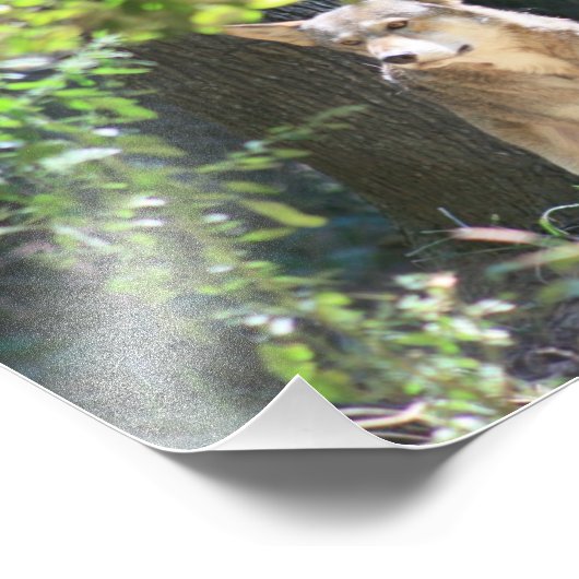 Red Wolf Foto Afdruk (Hoek)