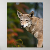 Red Wolf Poster (Voorkant)