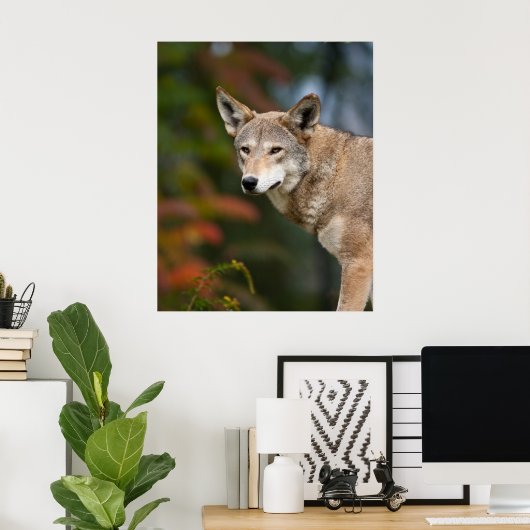 Red Wolf Poster (Thuiskantoor)
