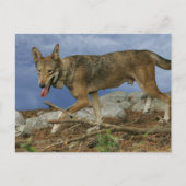 Red Wolf Pup Briefkaart (Voorkant)