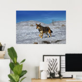 Red Wolf Winter Februari 2011 Poster (Thuiskantoor)