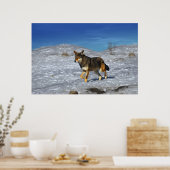 Red Wolf Winter Februari 2011 Poster (Keuken)