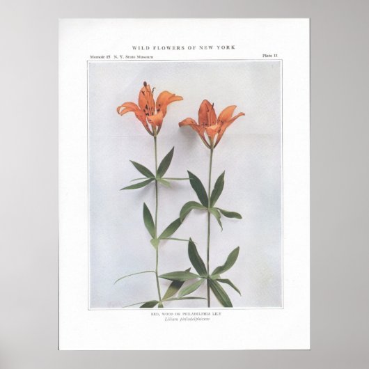 Red, Wood of Philadelphia Lily Poster (Voorkant)