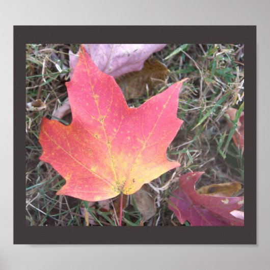 Red Yellow Autumn Leaf Poster (Voorkant)