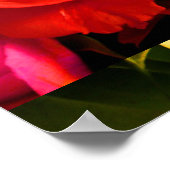 Red Yellow Rose I Poster (Hoek)