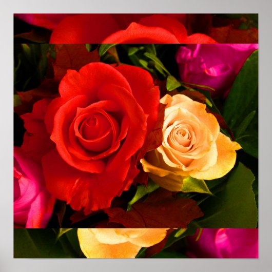 Red Yellow Rose I Poster (Voorkant)