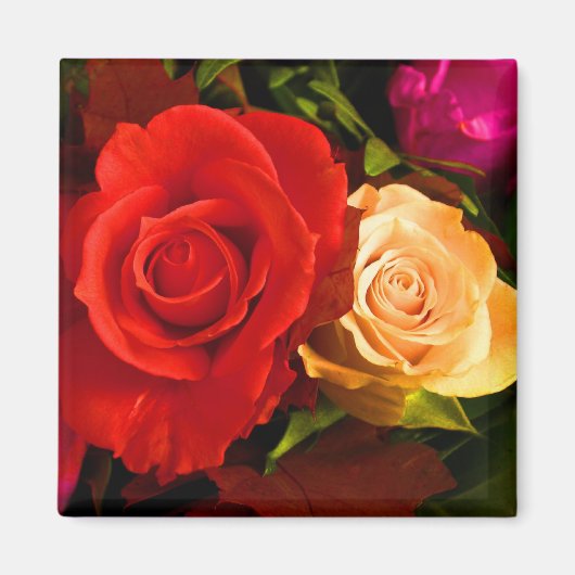 Red Yellow Rose Magnet -  (Voorkant)